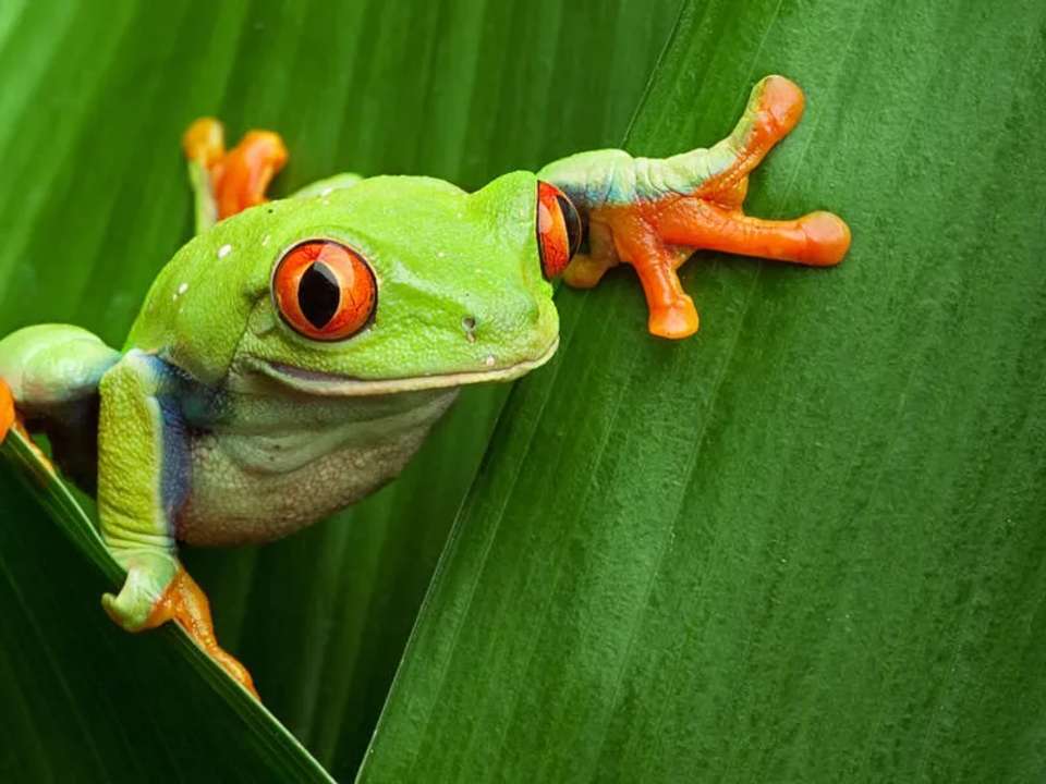 Highlights of Costa Rica - undefined - Image 7