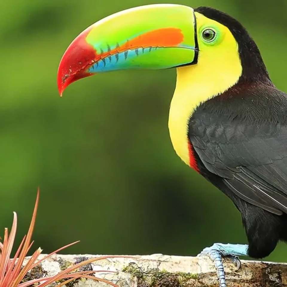 Highlights of Costa Rica - undefined - Image 4