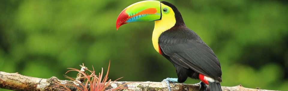 Highlights of Costa Rica - undefined - Image 3