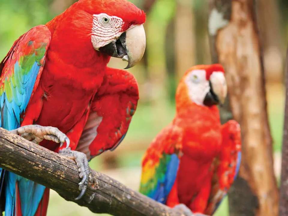 Highlights of Costa Rica + Beach Extension - undefined - Image 8