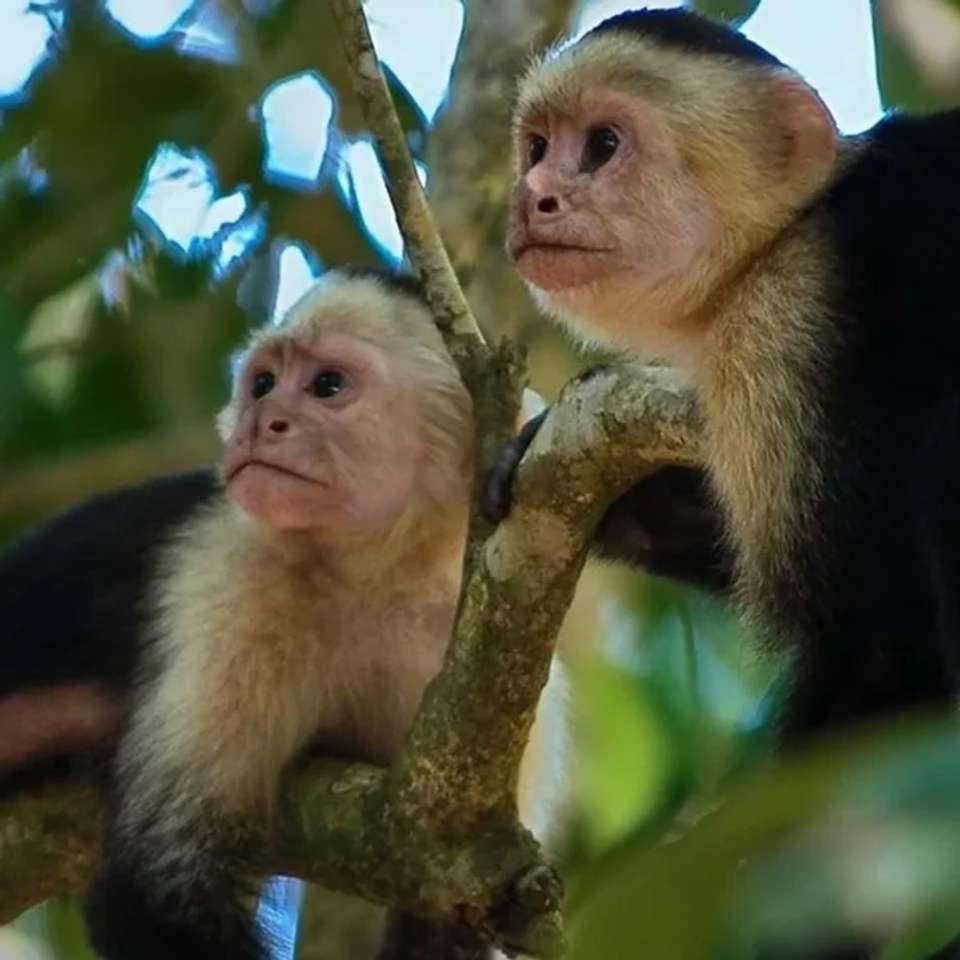 Highlights of Costa Rica + Beach Extension - undefined - Image 4