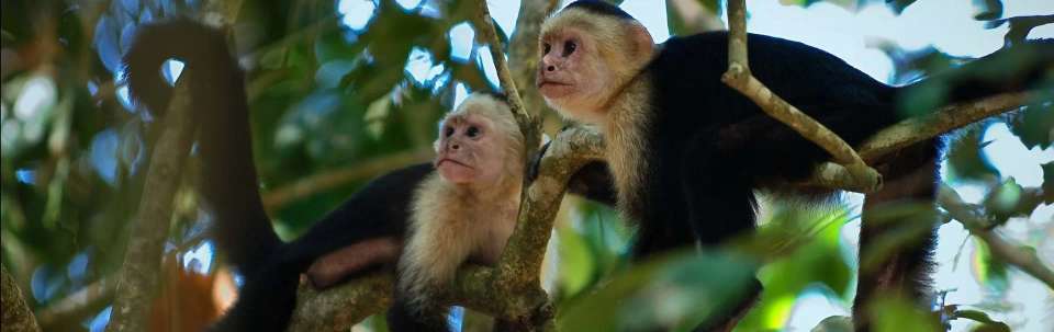Highlights of Costa Rica + Beach Extension - undefined - Image 3
