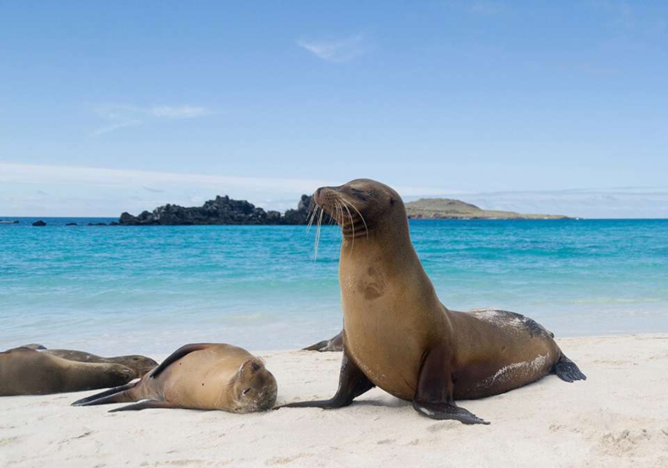 Highlights Of Ecuador And Peru - Indus Travels - Ecuador - Image 2