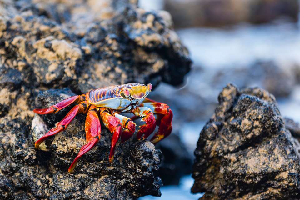 Highlights of Ecuador & the Galapagos - Exodus Adventure Travels - Ecuador - Image 19