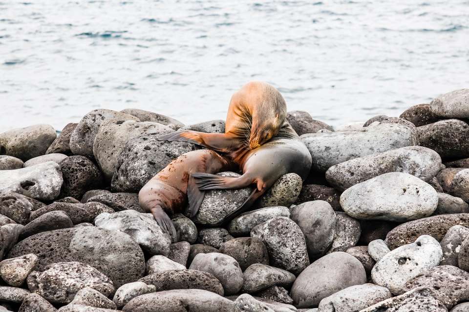 Highlights of Ecuador & the Galapagos - Exodus Adventure Travels - Ecuador - Image 17
