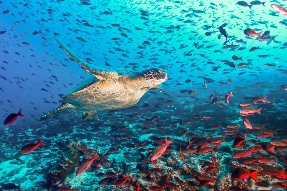 Highlights of Ecuador & the Galapagos - Exodus Adventure Travels - Ecuador - Image 16