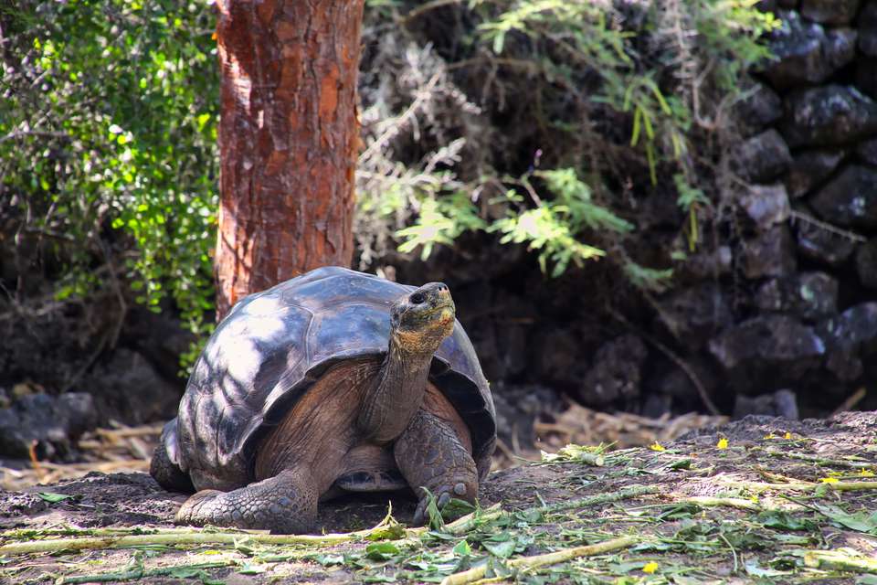 Highlights of Ecuador & the Galapagos - Exodus Adventure Travels - Ecuador - Image 13