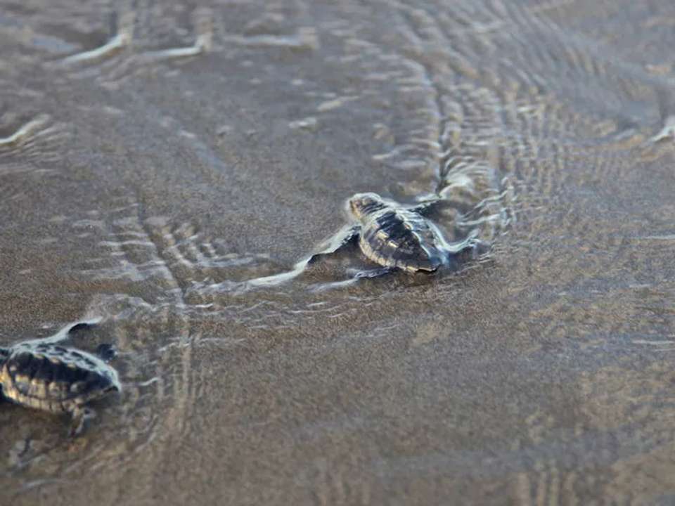 Image 11 of 17