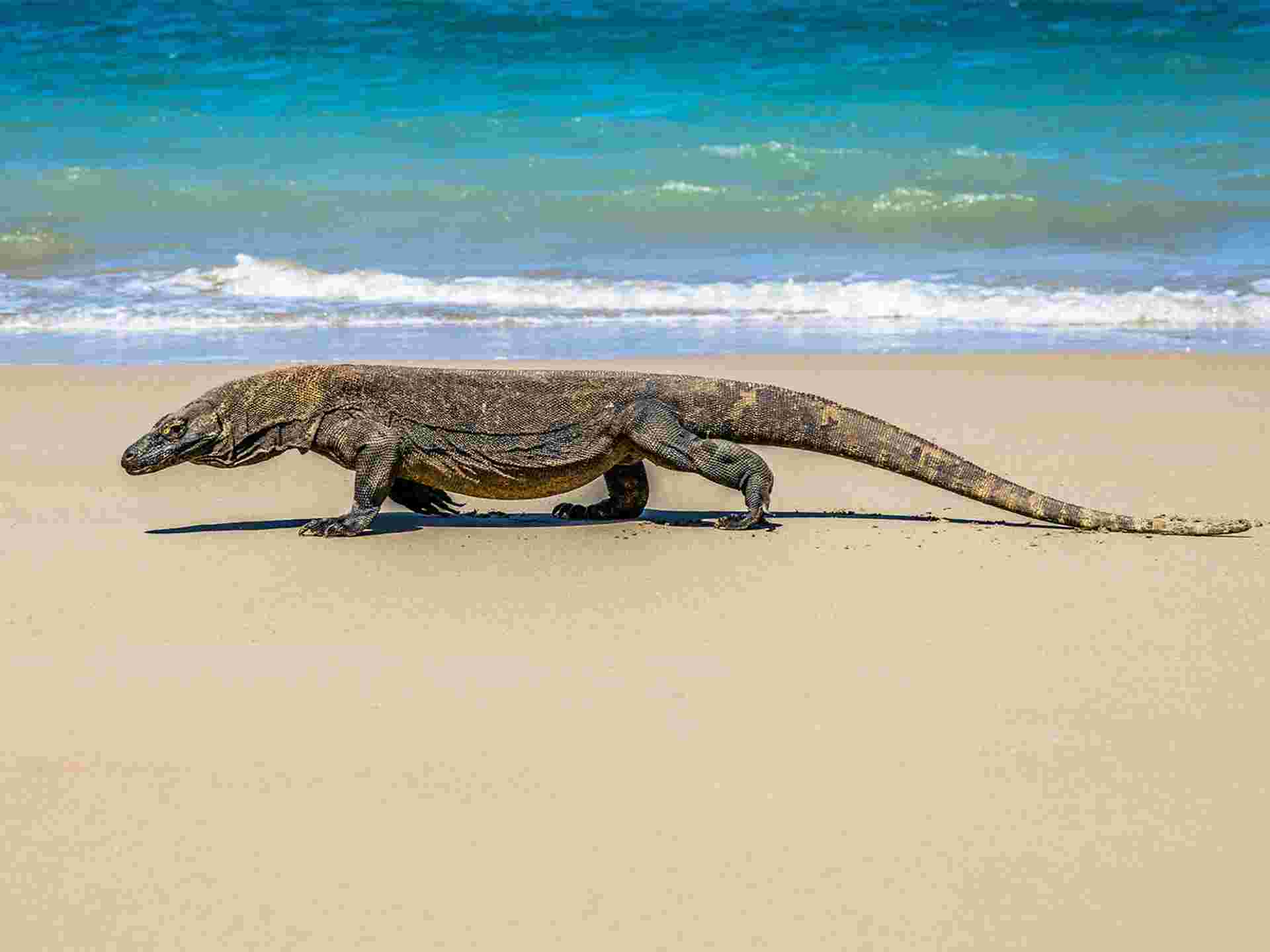 Highlights of Flores & Komodo - 5 days