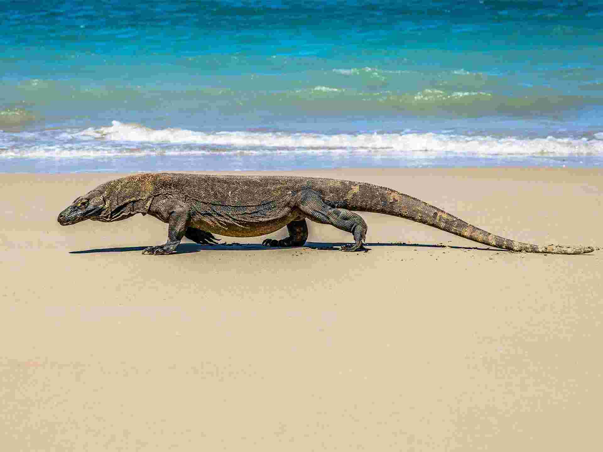 Highlights of Flores & Komodo - 5 days