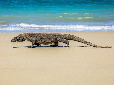Highlights Of Flores & Komodo - 5 Days - December 2026