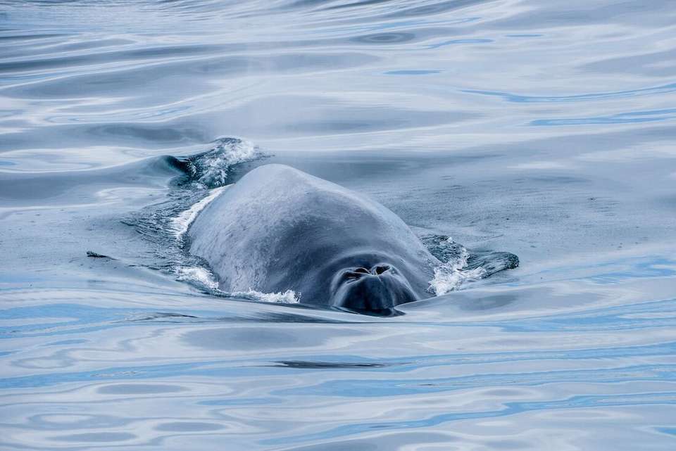 Highlights of Iceland (Ocean Victory) - Intrepid Travel - Iceland - Image 6