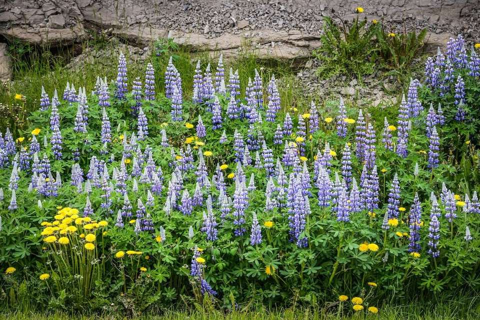 Highlights of Iceland (Ocean Victory) - Intrepid Travel - Iceland - Image 7