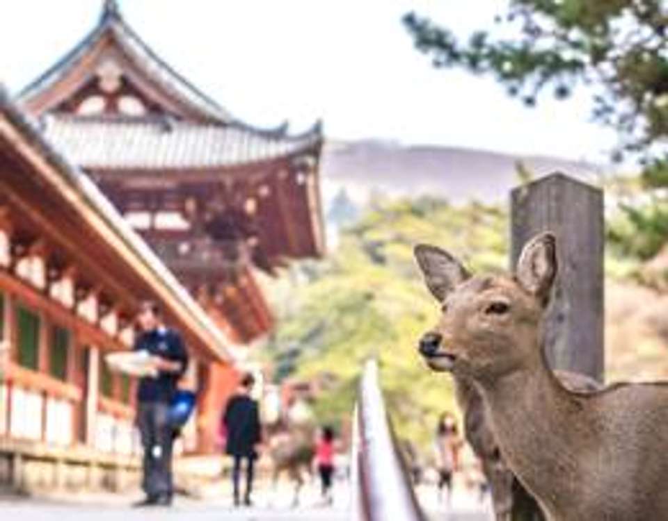 Highlights of Japan Adventure  - 17 days - On The Go Tours - Japan - Image 4