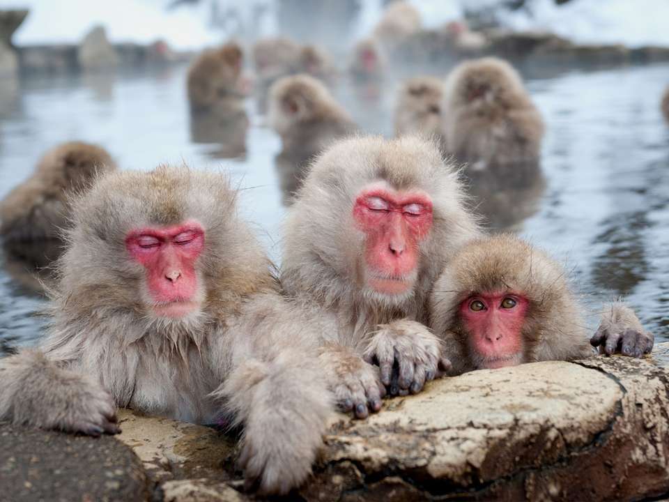 Highlights of Japan Adventure  - 17 days - On The Go Tours - Japan - Image 2