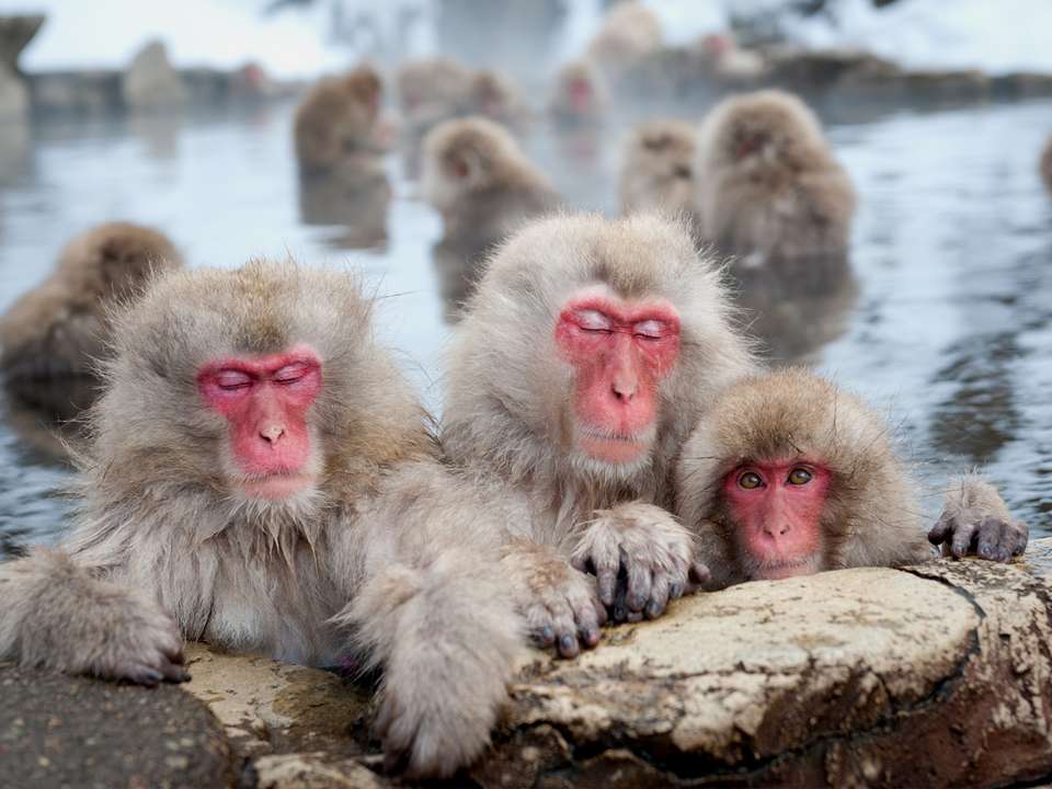 Highlights of Japan Adventure  - 17 days - On The Go Tours - Japan - Image 21