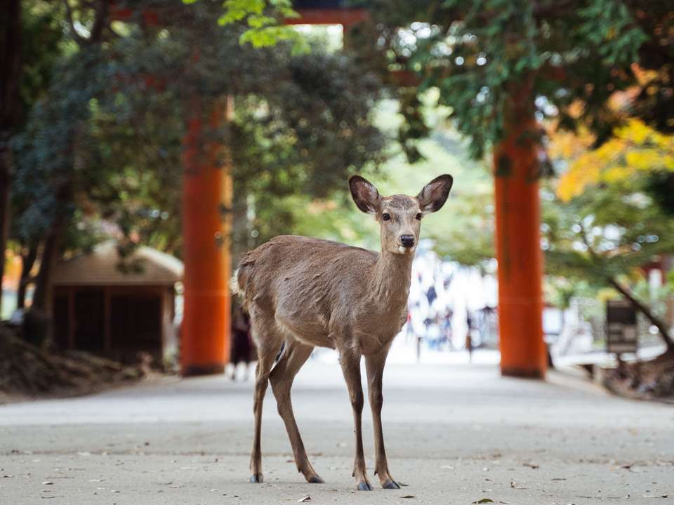 Highlights of Japan Adventure  - 17 days - On The Go Tours - Japan - Image 14