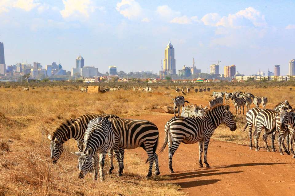 Highlights of Kenya - Costsaver - Kenya - Image 4