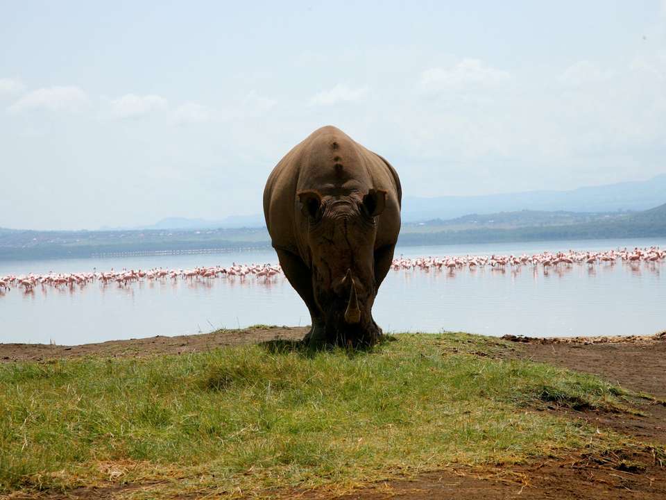 Highlights of Kenya - 11 days - On The Go Tours - Kenya - Image 5