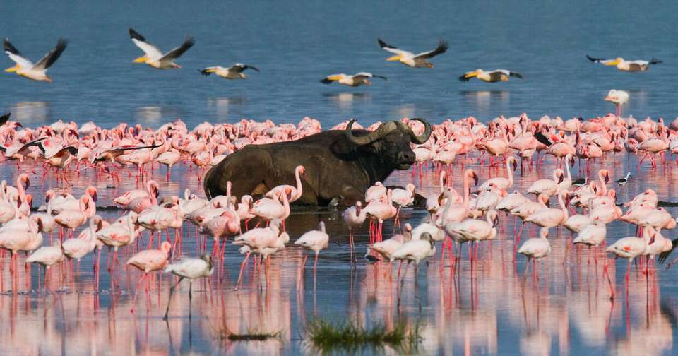 Highlights of Kenya - undefined - Image 3