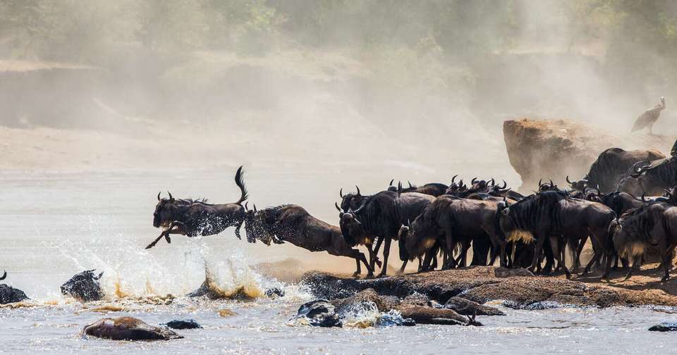 Highlights of Kenya - undefined - Image 7