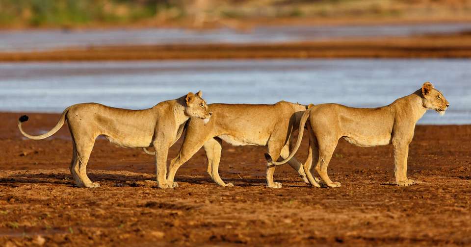 Highlights of Kenya - undefined - Image 9