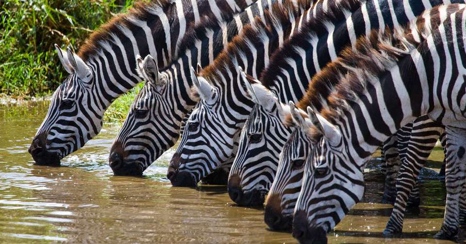 Highlights of Kenya - undefined - Image 10