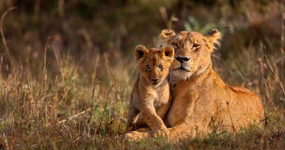 Highlights of Kenya - undefined - Image 14