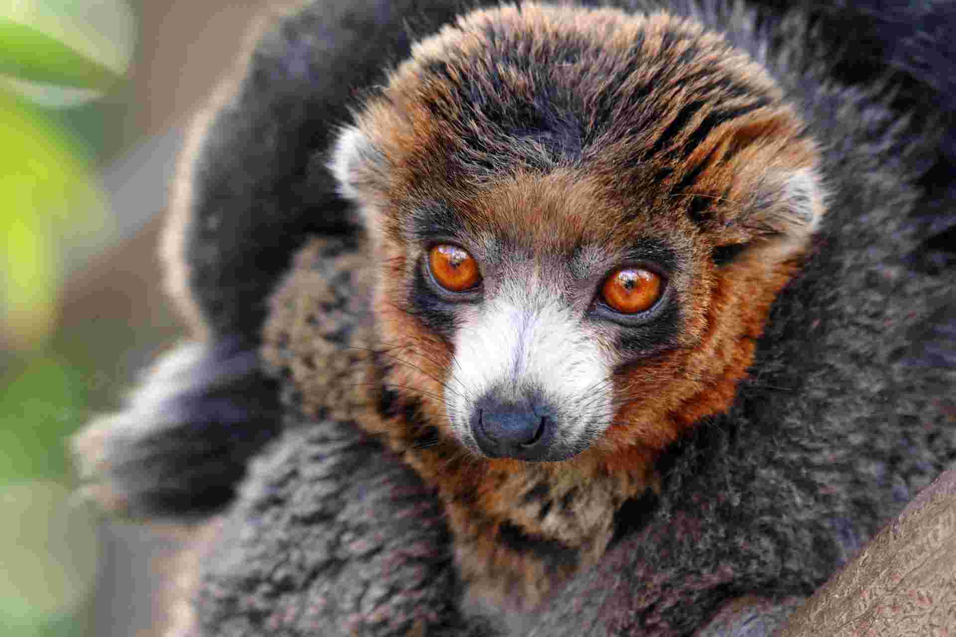 Highlights of Madagascar