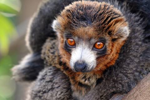 Wildlife Tour: Highlights Of Madagascar