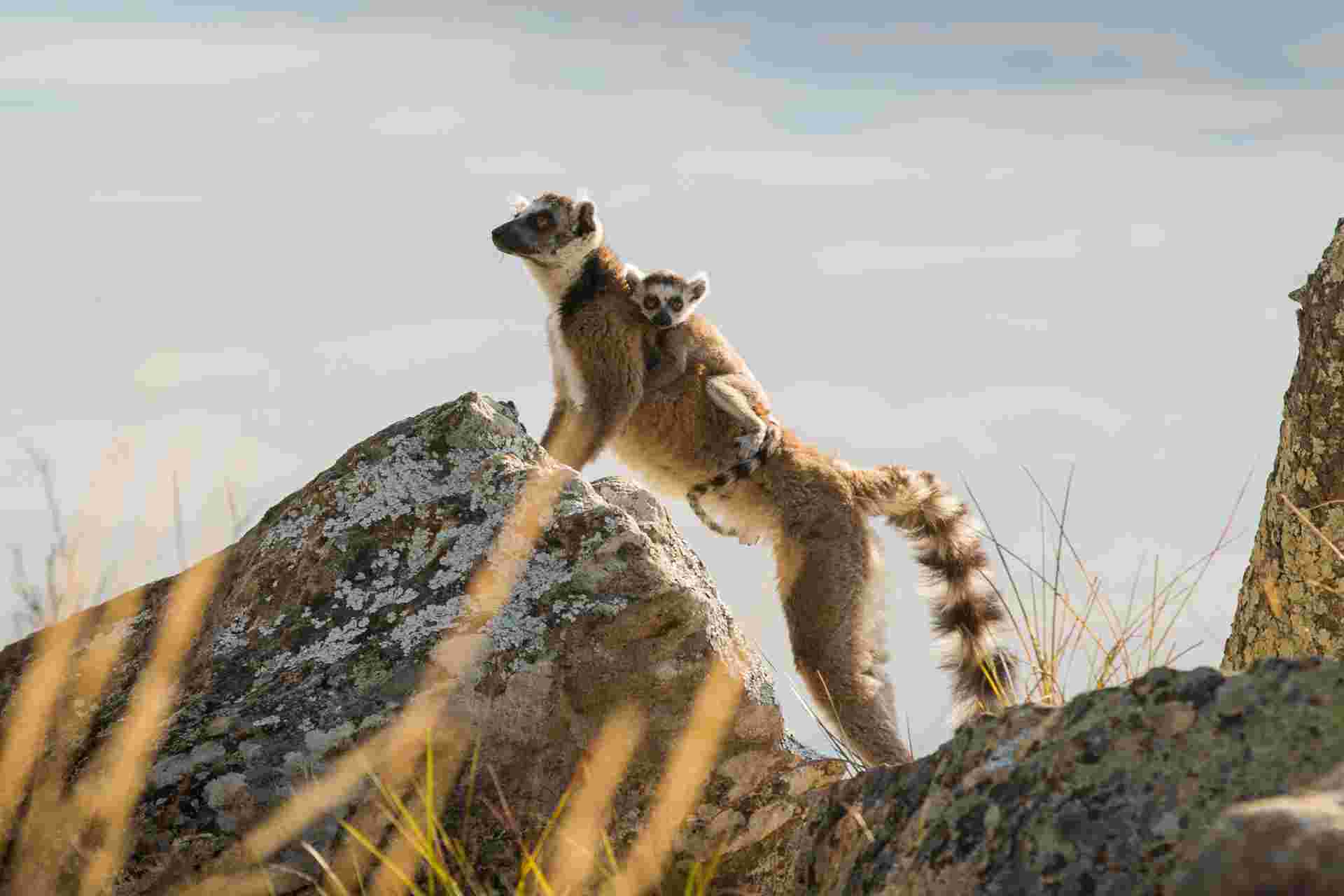 Highlights of Madagascar