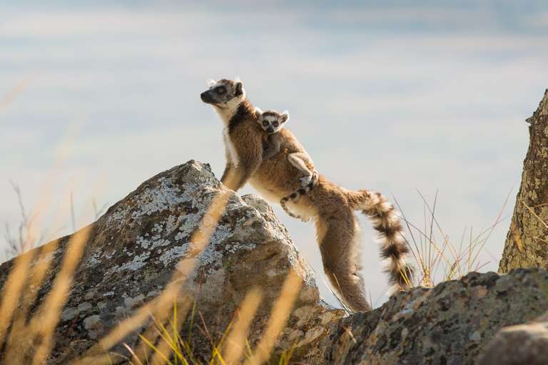 Africa Wildlife safaris and game drives Tour: Highlights of Madagascar