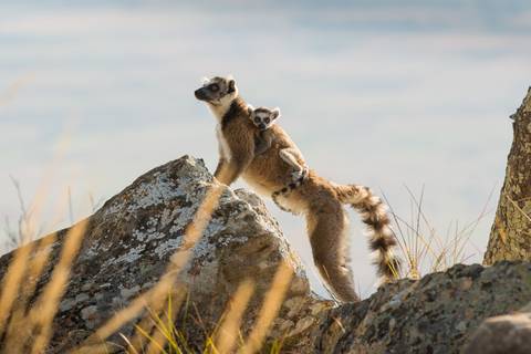 Highlights Of Madagascar - Fall Tours