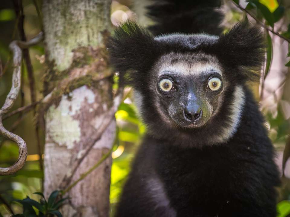 Highlights of Madagascar - 12 days - On The Go Tours - Madagascar - Image 3