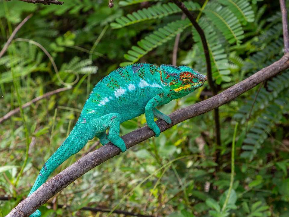 Highlights of Madagascar - 12 days - On The Go Tours - Madagascar - Image 9