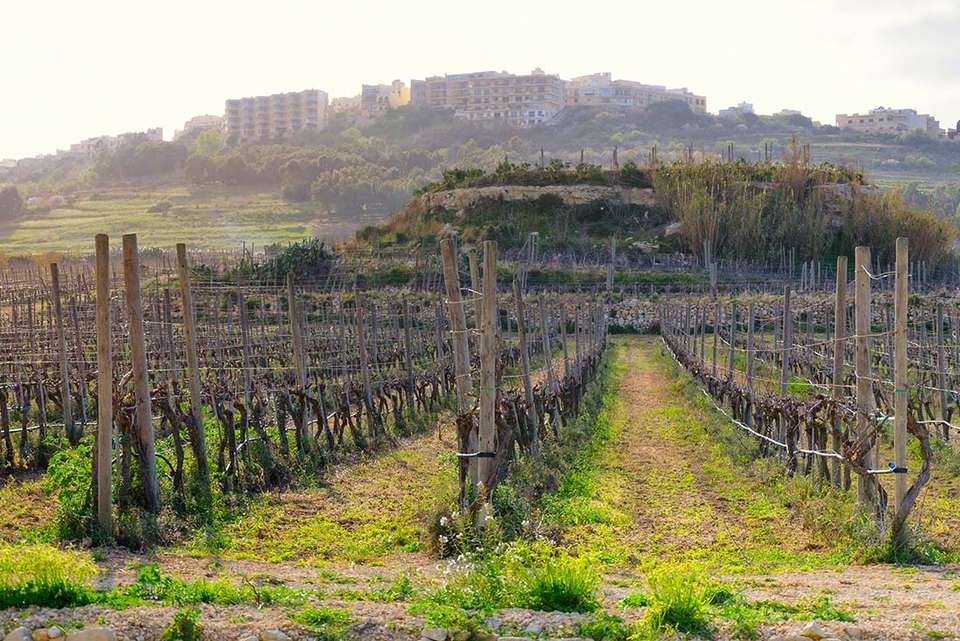 Highlights of Malta & Gozo - Intrepid Travel - Malta - Image 5