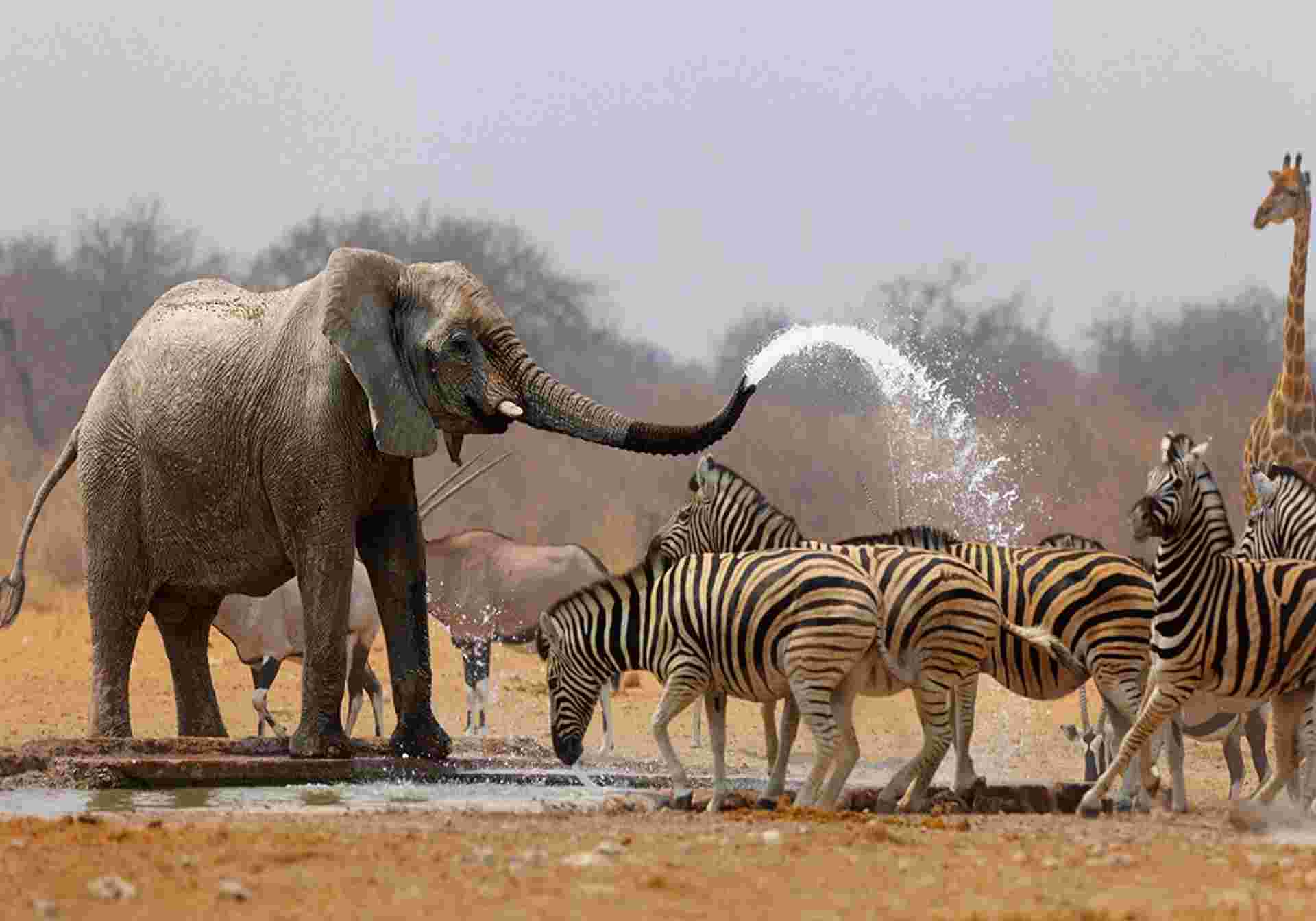 Highlights of Namibia, Botswana and Zimbabwe