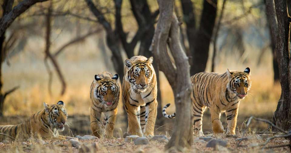 Highlights of Northern India - Explore - India - Image 8