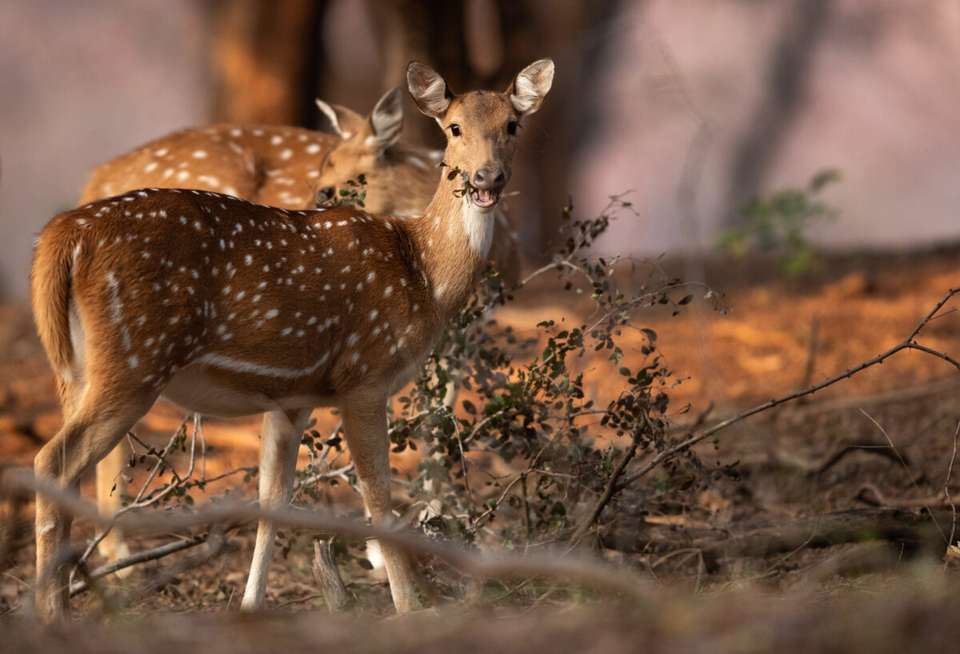 Highlights of Northern India - Exodus Adventure Travels - India - Image 13