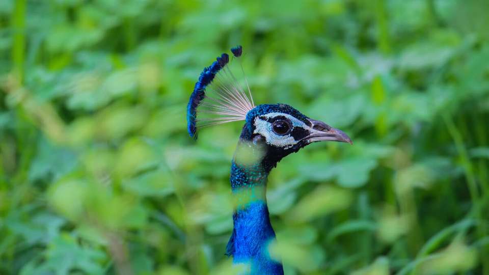 Highlights of Northern India - Summer itinerary - Exodus Adventure Travels - India