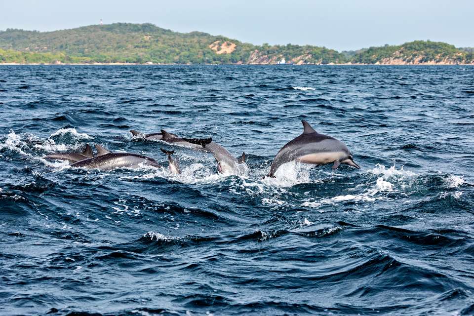 Highlights of Northern Sri Lanka - Exodus Adventure Travels - Sri Lanka - Image 11