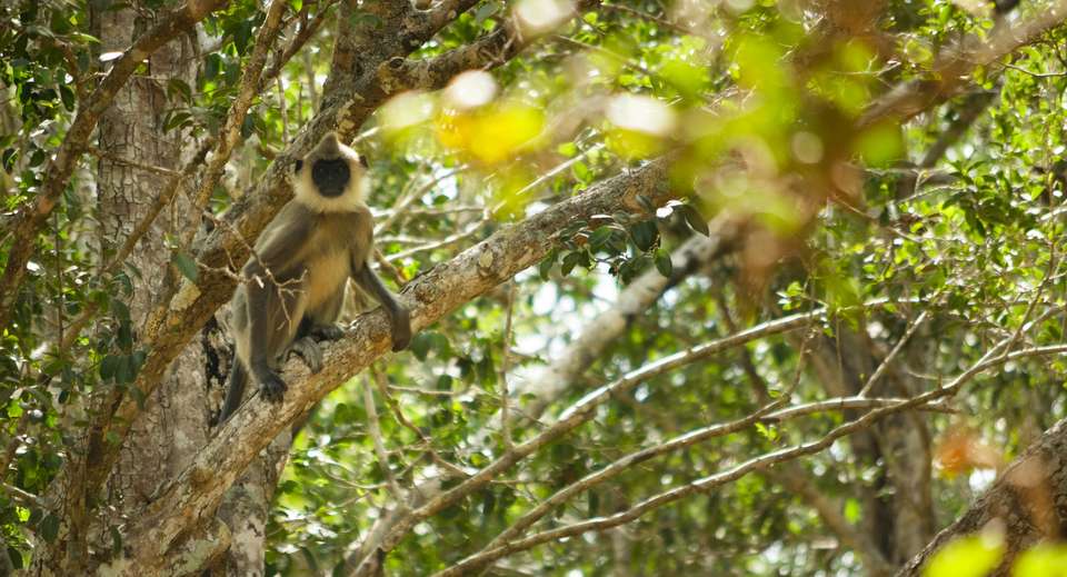 Highlights of Northern Sri Lanka - Exodus Adventure Travels - Sri Lanka - Image 9