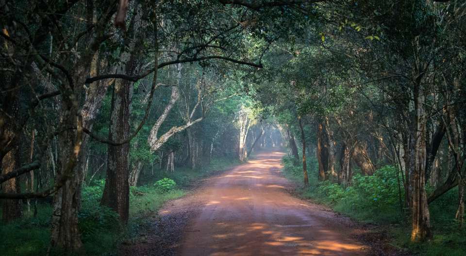 Highlights of Northern Sri Lanka - Exodus Adventure Travels - Sri Lanka - Image 7