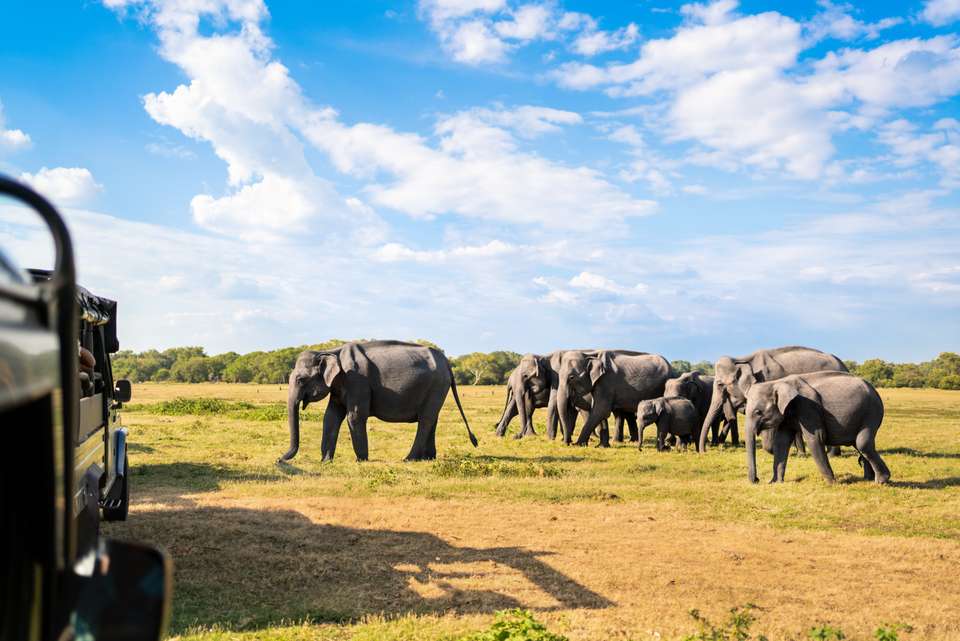 Highlights of Northern Sri Lanka - Exodus Adventure Travels - Sri Lanka - Image 3
