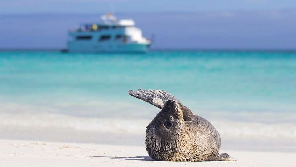 Highlights of Quito and Galapagos Cruise - Indus Travels - Ecuador - Image 8
