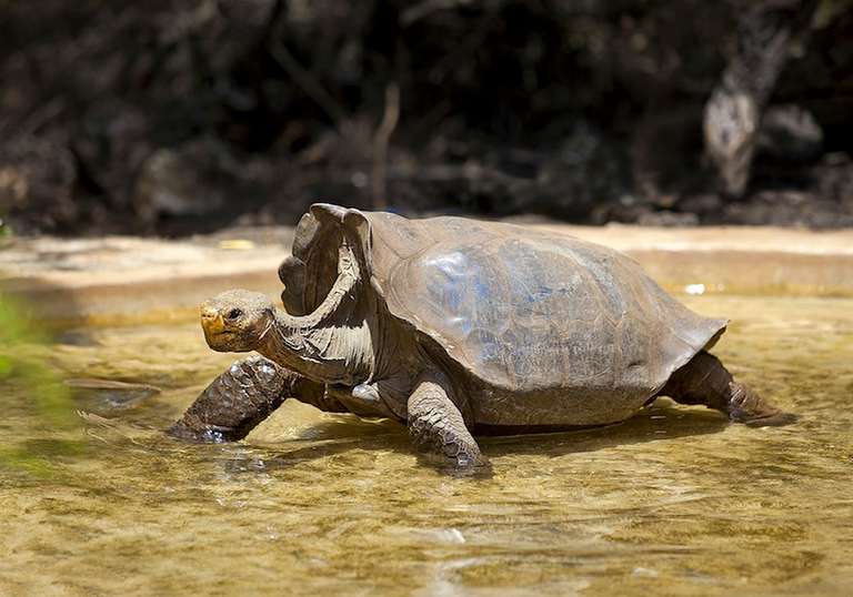 Highlights of Quito and Galapagos Cruise trip - alternative tour available