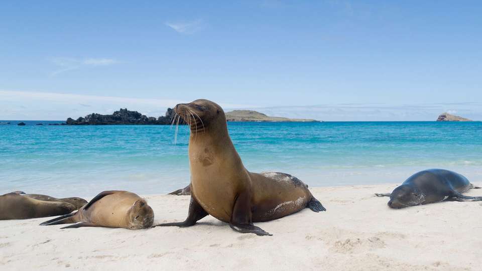Highlights Of Quito And Galapagos Islands - Indus Travels - Ecuador - Image 3