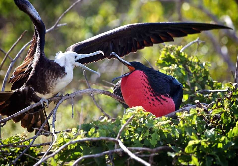 Highlights Of Quito And Galapagos Islands - Indus Travels - Ecuador - Image 4