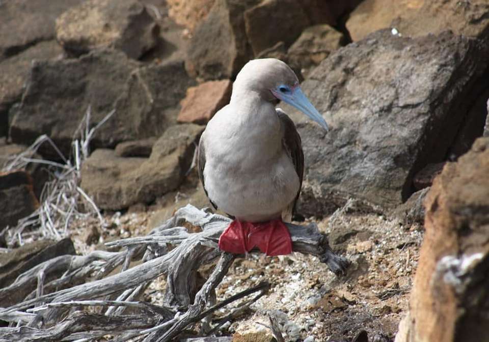 Highlights Of Quito And Galapagos Islands - Indus Travels - Ecuador - Image 7