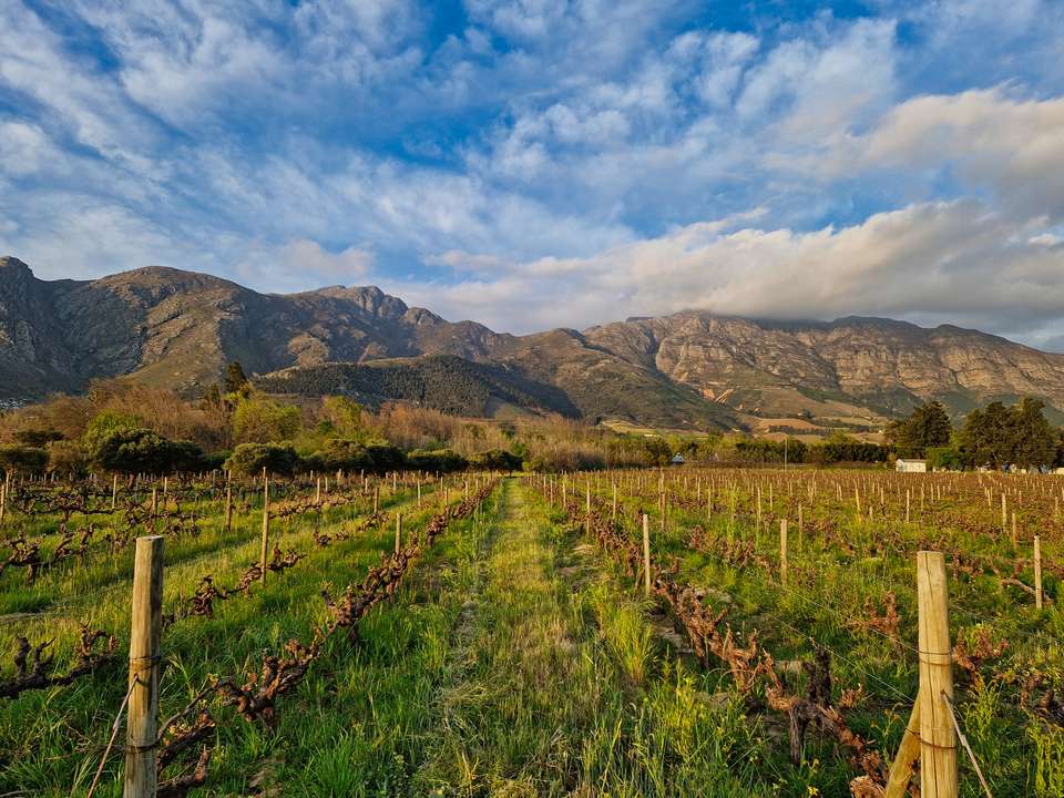 Highlights of South Africa's Winelands - undefined - Image 9